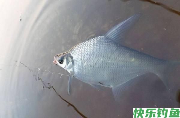 鳊鱼很难垂钓吗?只需做好这三点,大鳊鱼狂拉不停(图4) 鳊鱼很难垂钓吗?只需做好这三点,大鳊鱼狂拉不停(图4)
