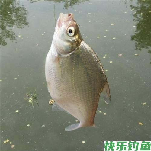 冬季不钓鲫鱼钓鳊鱼，了解鳊鱼的习性，钓到手发软，上鱼不停(图1)