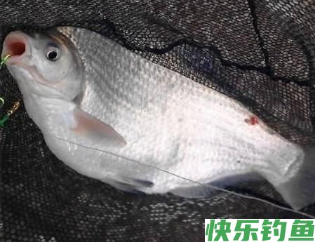 冬天就要这样垂钓鳊鱼，学会这几种小技巧，收获会满满当当(图3)