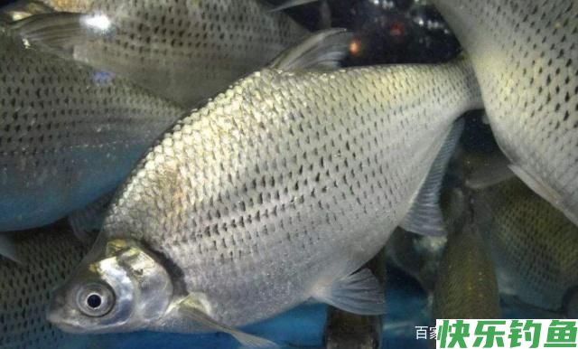 冬钓是鳊鱼的好日子，把底子打牢固，我们会有更多的收获！(图1)
