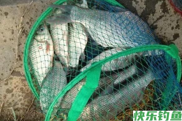 冬天就要这样垂钓鳊鱼，学会这几种小技巧，收获会满满当当(图5)