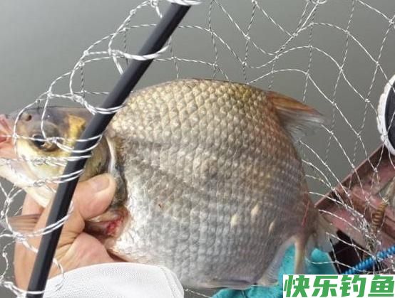 外出垂钓鳊鱼，不要忽略这几招，可以让你的鱼获倍增(图4)