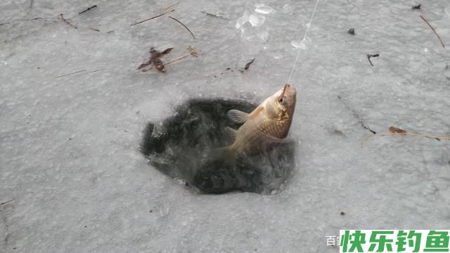 冬钓是鳊鱼的好日子，把底子打牢固，我们会有更多的收获！(图4)
