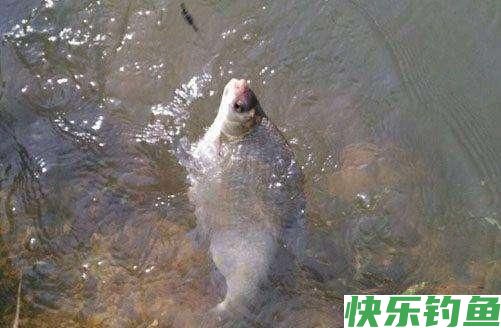 鳊鱼克星学会这一招鳊鱼垂钓不求人(图1)
