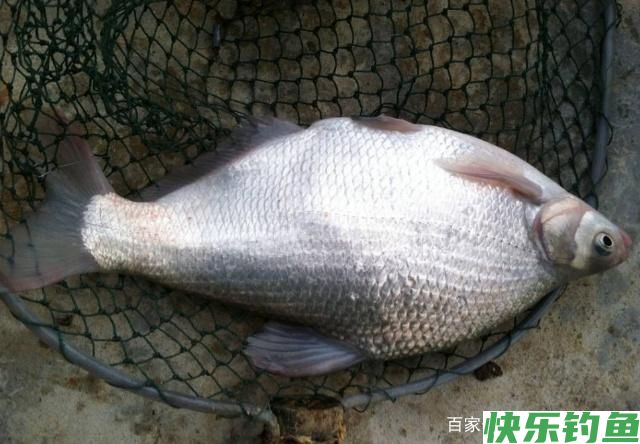 想要钓到鳊鱼,只要掌握垂钓技巧,可以轻松钓获(图1) 想要钓到鳊鱼,只要掌握垂钓技巧,可以轻松钓获(图1)
