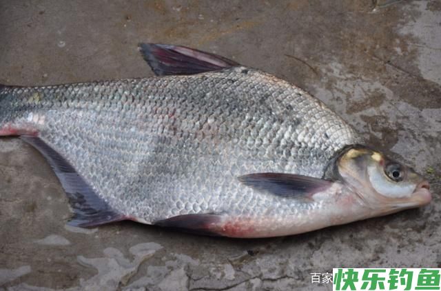 想要钓到鳊鱼,只要掌握垂钓技巧,可以轻松钓获(图3) 想要钓到鳊鱼,只要掌握垂钓技巧,可以轻松钓获(图3)