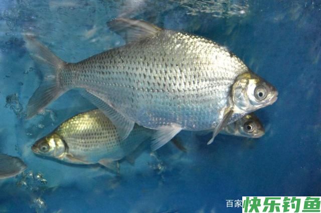 想要钓到鳊鱼,只要掌握垂钓技巧,可以轻松钓获(图5) 想要钓到鳊鱼,只要掌握垂钓技巧,可以轻松钓获(图5)