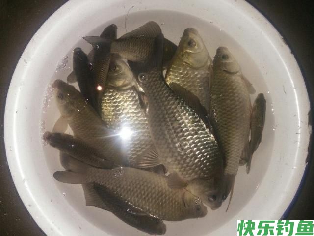 钓鳊鱼并不难，这几个细节问题要注意，轻松钓获大鳊鱼！(图1)