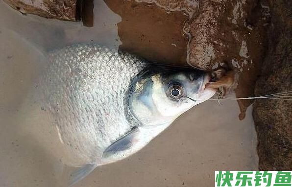 钓鳊鱼并不难，这几个细节问题要注意，轻松钓获大鳊鱼！(图4)