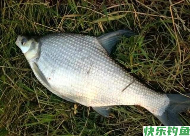 野钓鳊鱼，学会这4点“实战经验”，新手也能拉到手酸！(图3)
