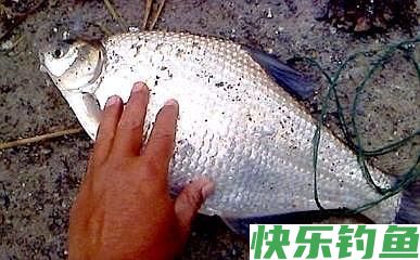 野钓鳊鱼，学会这4点“实战经验”，新手也能拉到手酸！(图4)