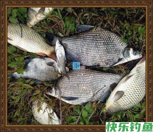 长江野钓武昌鱼,鱼味“孔雀开屏”做法,鲜美武昌鱼让人直流口水(图4) 长江野钓武昌鱼,鱼味“孔雀开屏”做法,鲜美武昌鱼让人直流口水(图4)