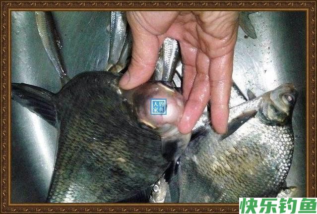 长江野钓武昌鱼,鱼味“孔雀开屏”做法,鲜美武昌鱼让人直流口水(图5) 长江野钓武昌鱼,鱼味“孔雀开屏”做法,鲜美武昌鱼让人直流口水(图5)
