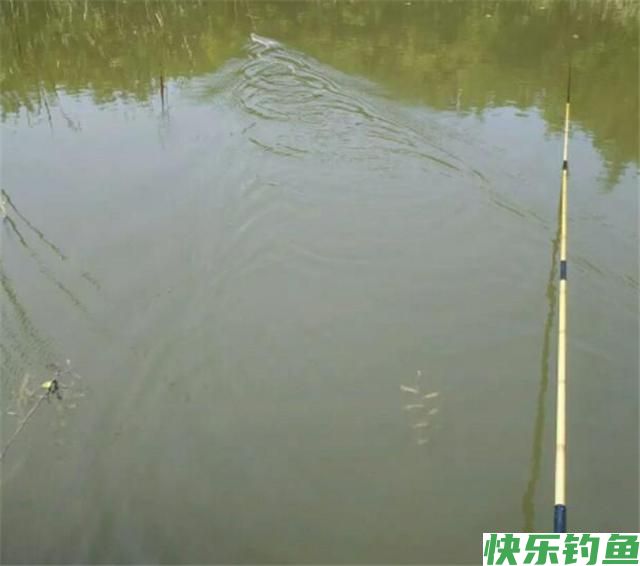 秋天用这几招钓鳊鱼，一钓就会收获很多，相信你也可以做到的(图2)