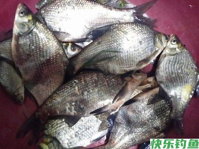「钓鱼妙法」怎么钓鳊鱼(图3) 「钓鱼妙法」怎么钓鳊鱼(图3)
