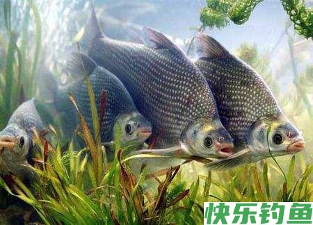「钓鱼妙法」怎么钓鳊鱼(图1) 「钓鱼妙法」怎么钓鳊鱼(图1)