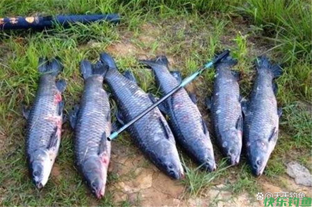 深秋野钓青鱼，用好5个招数，大青鱼还能钓几波(图1)