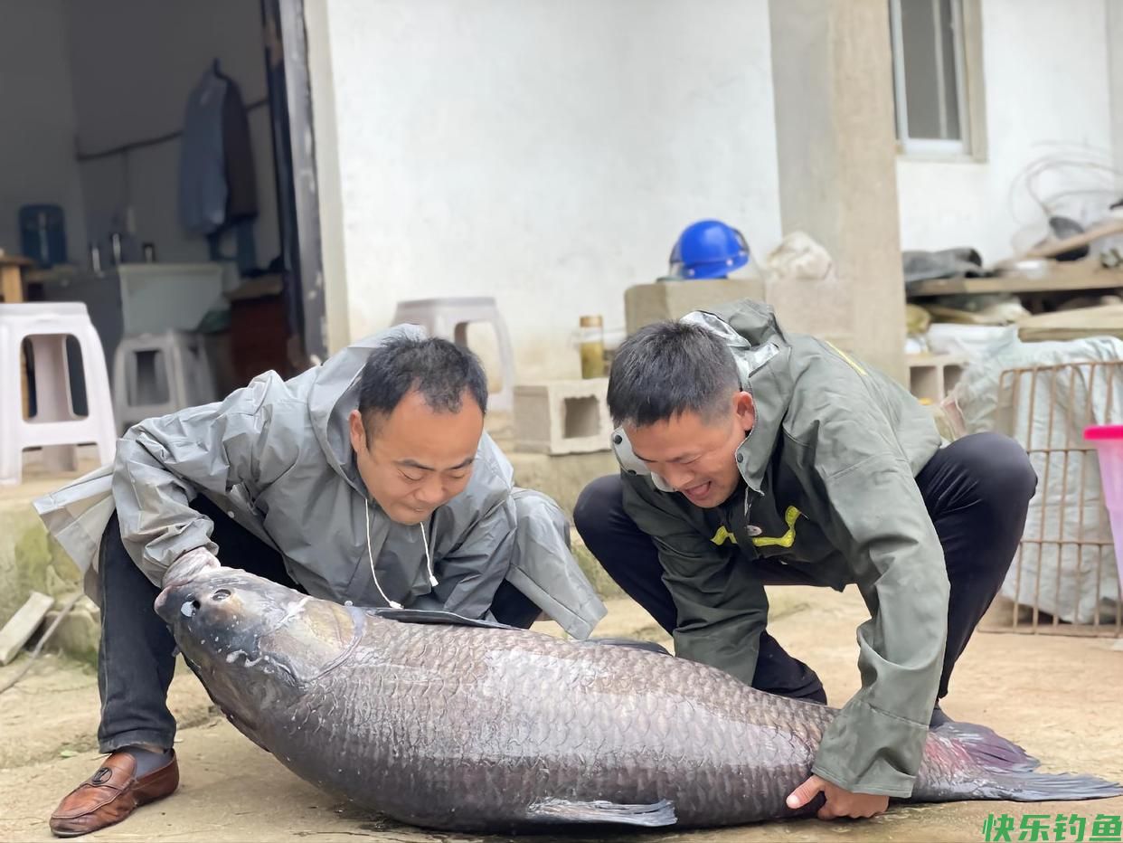 广东河道青鱼王被人钓上岸，鱼嘴里的石头价值上万？鱼石是什么？(图8)