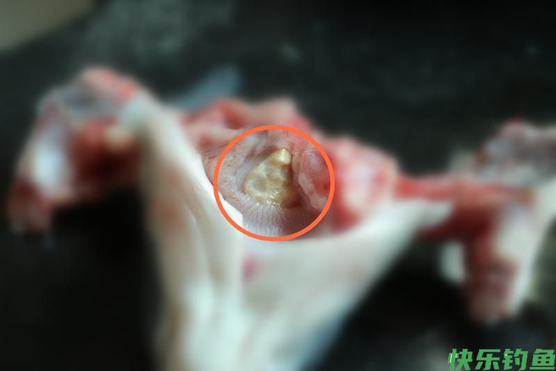 广东河道青鱼王被人钓上岸，鱼嘴里的石头价值上万？鱼石是什么？(图11)