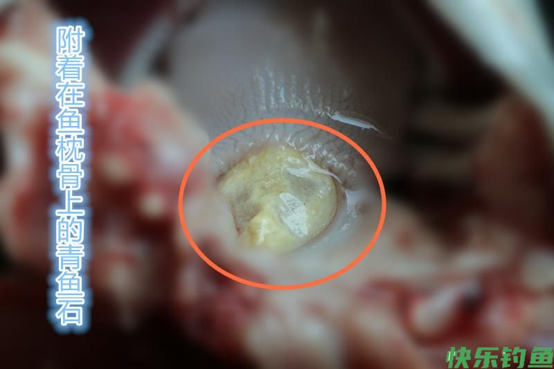 广东河道青鱼王被人钓上岸，鱼嘴里的石头价值上万？鱼石是什么？(图13)