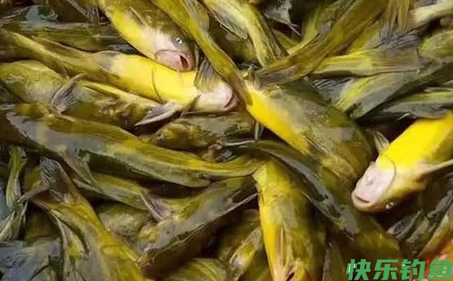 黑坑钓青鱼？很刺激，钓费高，难上岸，想不被盘规避两个巨坑(图4)