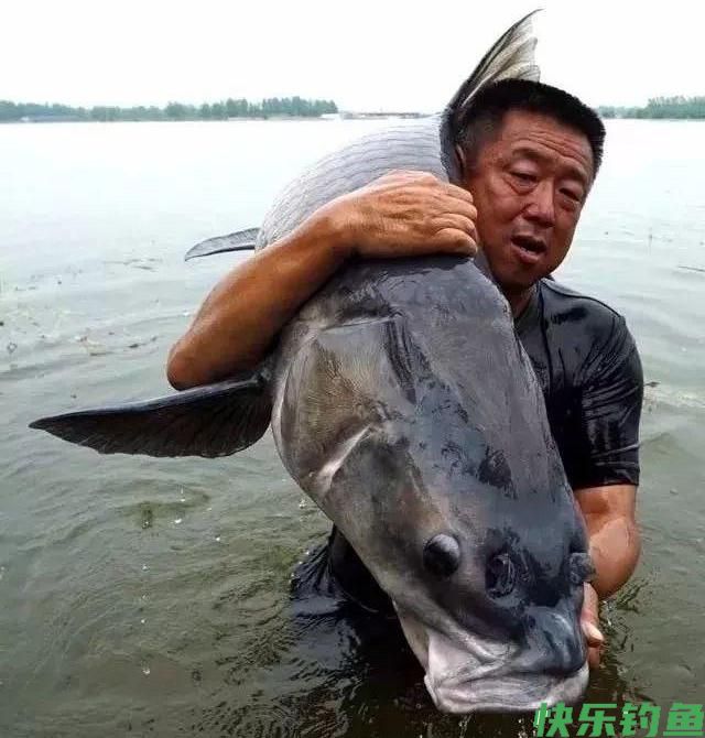 这才叫“品”!野钓百斤大鱼,价值几万说放就放,你做的到?(图6) 这才叫“品”!野钓百斤大鱼,价值几万说放就放,你做的到?(图6)