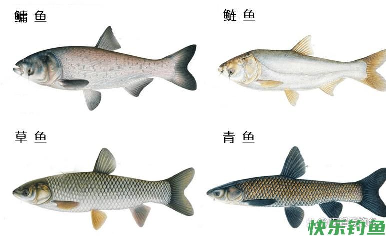 这才叫“品”!野钓百斤大鱼,价值几万说放就放,你做的到?(图8) 这才叫“品”!野钓百斤大鱼,价值几万说放就放,你做的到?(图8)