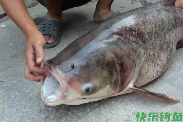 钓鱼人认为最好钓的6种鱼,你都钓到过几种?(图1) 钓鱼人认为最好钓的6种鱼,你都钓到过几种?(图1)