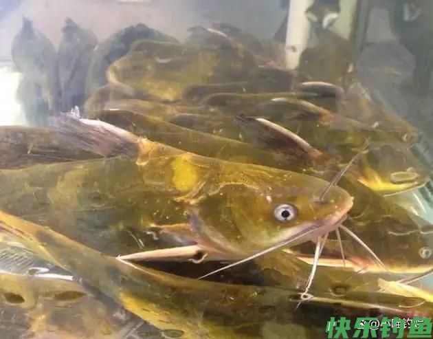 钓鱼人认为最好钓的6种鱼,你都钓到过几种?(图4) 钓鱼人认为最好钓的6种鱼,你都钓到过几种?(图4)