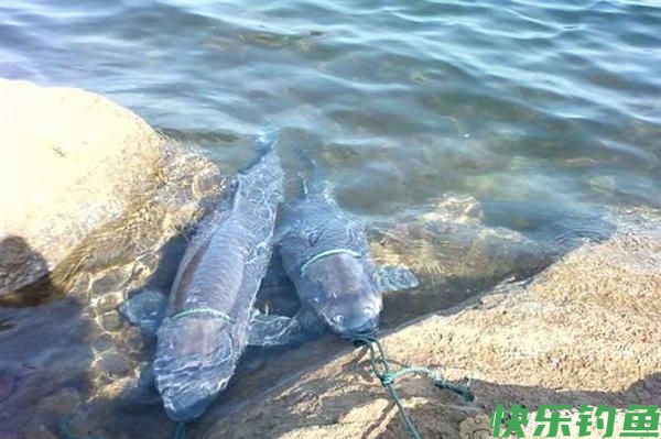 你钓的鱼最大有多大?钓鱼“世界纪录”中,这些大鱼令人难以置信(图8) 你钓的鱼最大有多大?钓鱼“世界纪录”中,这些大鱼令人难以置信(图8)