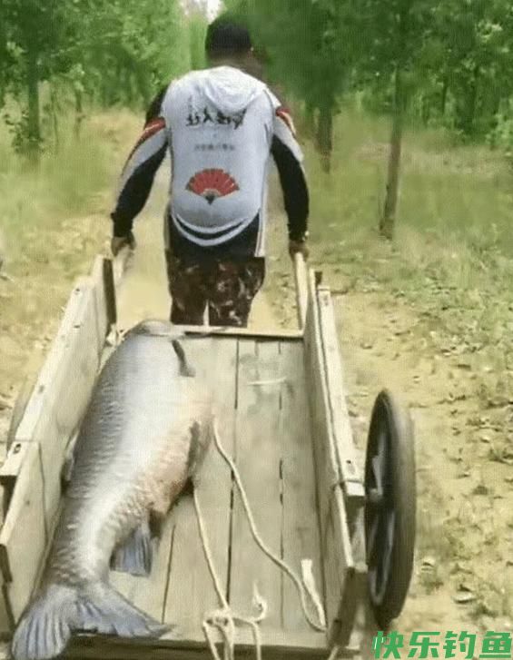 两钓友钓获生长30年以上百斤巨青,没放生,没出售.而是杀了吃肉(图1) 两钓友钓获生长30年以上百斤巨青,没放生,没出售.而是杀了吃肉(图1)