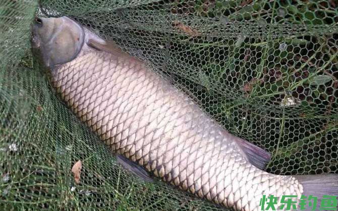 谷麦钓打窝多久开始钓？(图3)
