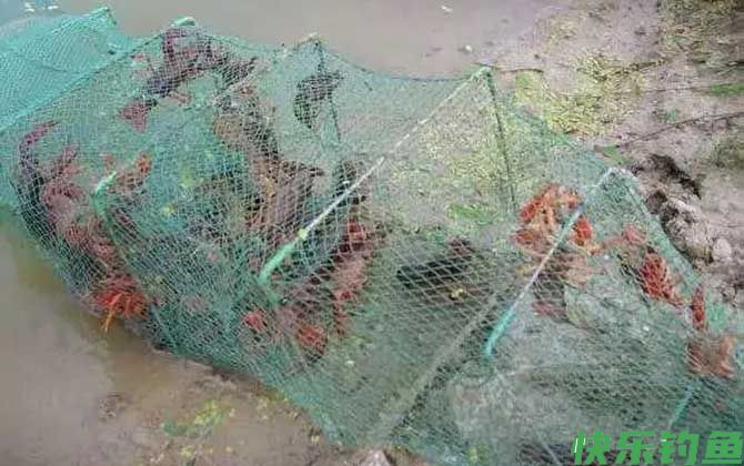 虾笼放深水还是浅水？(图3)