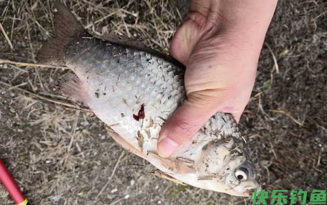 冬季钓鲫鱼钓底还是钓浮？(图2)