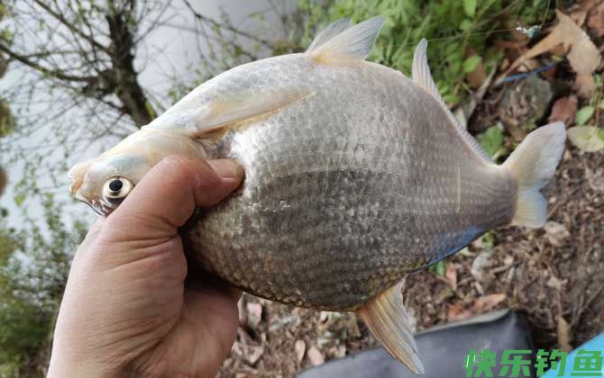 钓鳊鱼的最佳方法(图3)