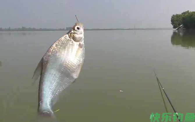 钓鳊鱼的最佳方法(图6)