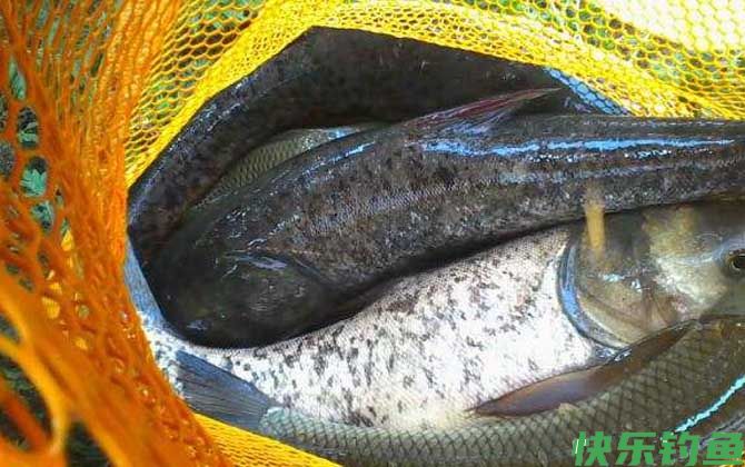 冬天抛竿钓鲢鳙钓多深？(图3)