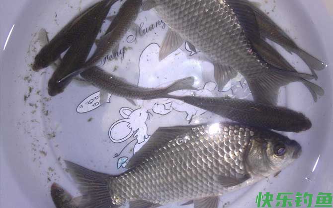 春天钓鲫鱼钓深还是浅？(图4)