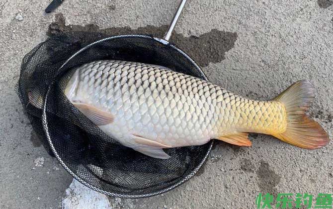 钓鲤鱼用什么饵料最好？(图4)