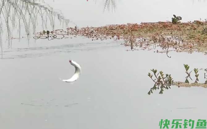 蚯蚓钓白条效果怎么样？