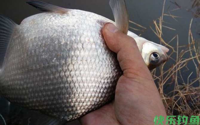 钓鳊鱼用什么饵料？(图1)