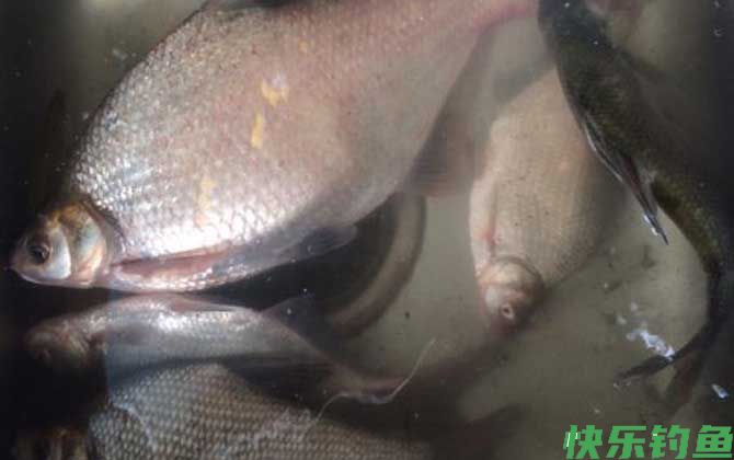 钓鳊鱼用什么饵料？(图3)