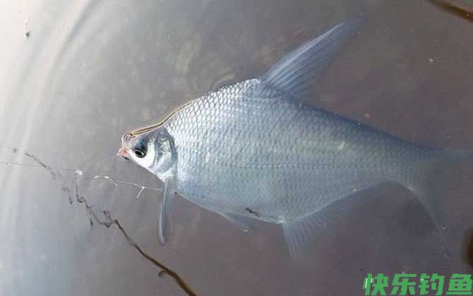 钓鳊鱼用什么饵料？(图4)