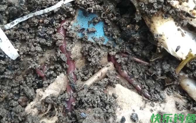 蚯蚓怎么养殖繁殖最快？(图2)
