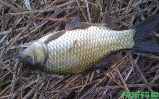 河里钓鲫鱼用什么饵料好？(图1)