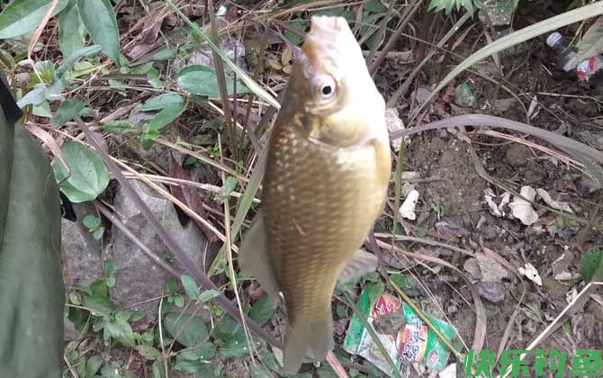 河里钓鲫鱼用什么饵料好？(图4)