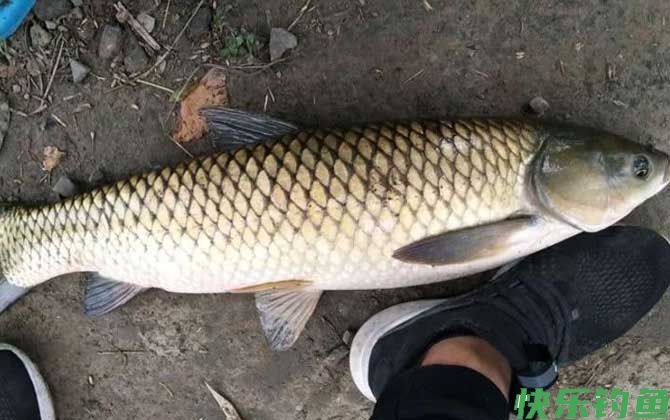 水库草鱼用什么鱼饵最好钓？(图1)