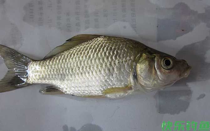 冬季钓鱼用什么鱼饵？(图4)