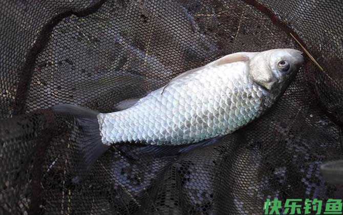 冬季钓鲫鱼调几目钓几目最好？(图3)