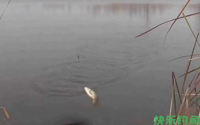 秋季钓鱼钓顺风还是逆风？(图2)